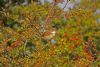 Whitethroat