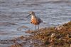 Curlew Sandpiper