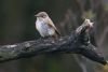 Spotted Flycatcher