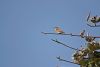 Spotted Flycatcher