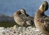 Garganey