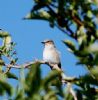 Spotted Flycatcher