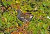 Moorhen