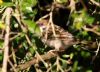 Tree Sparrow