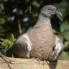 Woodpigeon