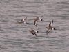 Black-tailed Godwit