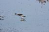 Little Stint