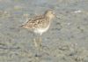 Pectoral Sandpiper