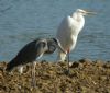 Great White Egret