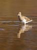 Pectoral Sandpiper