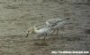 Sanderling