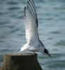 Arctic Tern