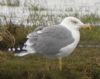 Yellow-legged Gull