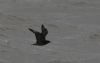 Arctic Skua