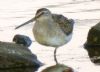 Long-billed Dowitcher