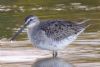 Long-billed Dowitcher