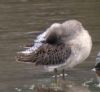 Long-billed Dowitcher