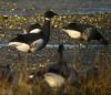 Black Brant