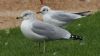 Ring-billed Gull