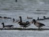 Light-bellied Brent Goose