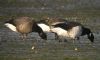 Light-bellied Brent Goose