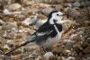 Pied Wagtail