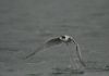 Common Tern