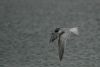 Common Tern