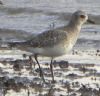 Grey Plover