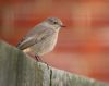 Black Redstart