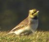 Shore Lark