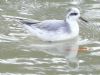 Grey Phalarope