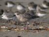 Grey Plover