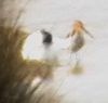 Long-billed Dowitcher