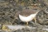 Common Sandpiper