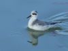 Grey Phalarope