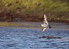 Grey Phalarope