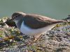 Common Sandpiper