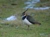 Lapwing