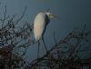 Great White Egret