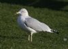 Ring-billed Gull