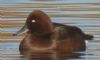 Ferruginous Duck