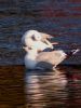 Common Gull