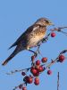 Fieldfare