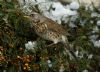 Fieldfare