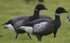 Black Brant