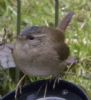 Wren