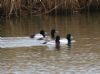 Scaup