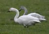 Bewick's Swan