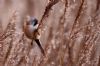 Bearded Tit